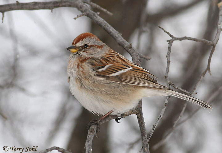 American Tree Sparrow - Spizelloides arborea