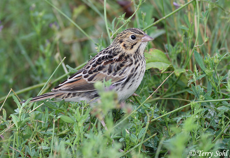 Baird's Sparrow - Ammodramus bairdii