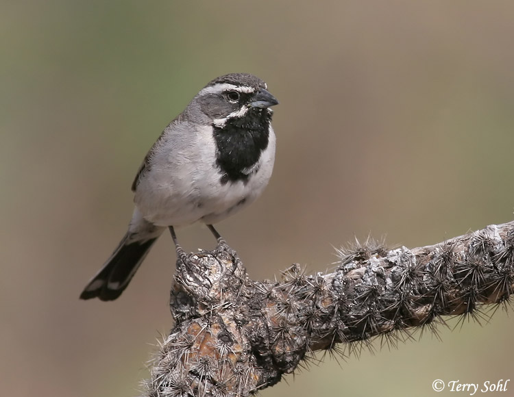 Black-throated Sparrow - South Dakota Birds and Birding