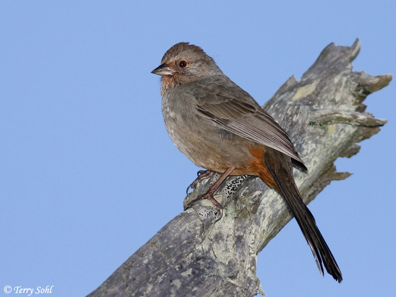 California Towhee - Pipilo crissalis