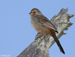 California Towhee - Pipilo crissalis