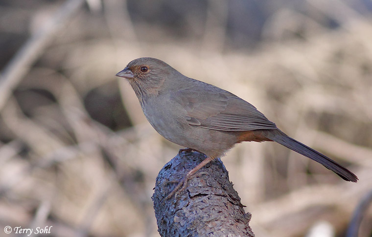 California Towhee - Melozone crissalis