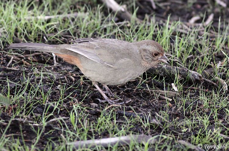 California Towhee -Melozone crissalis