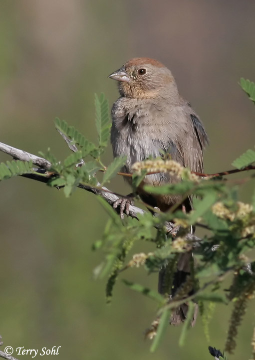Canyon Towhee - Melozone fuscus