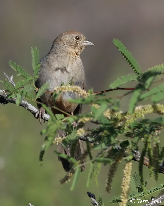 Canyon Towhee - Melozone fuscus