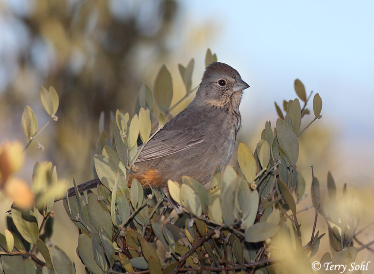 Canyon Towhee - Melozone fuscus