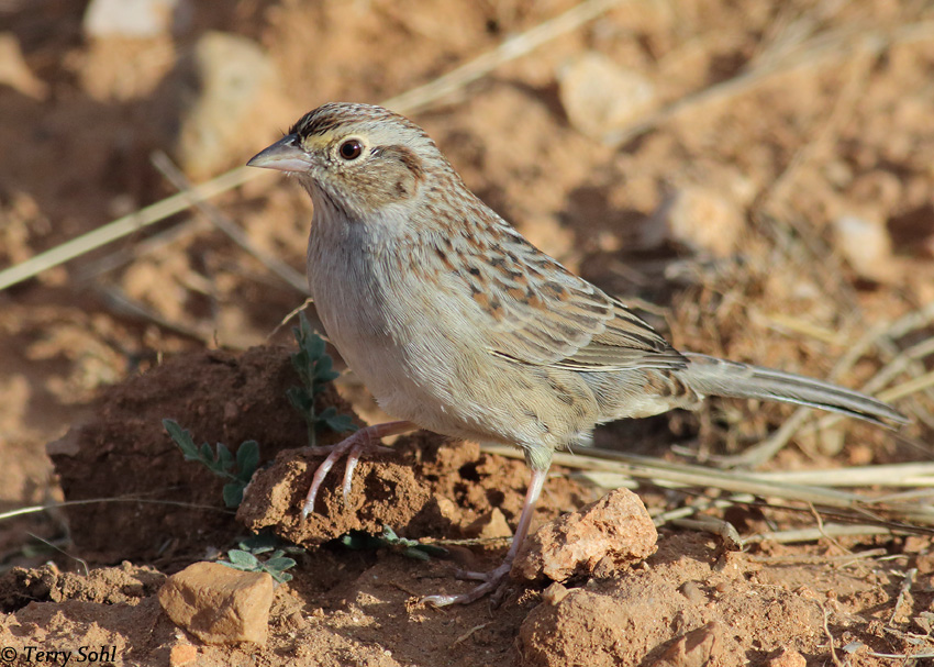 Cassin's Sparrow - Aimophila cassinii