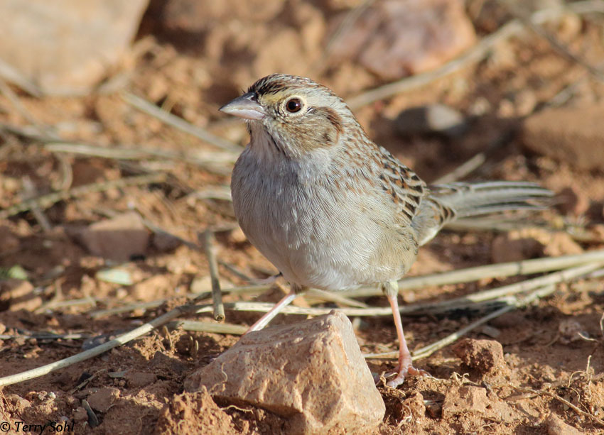 Cassin's Sparrow - Aimophila cassinii