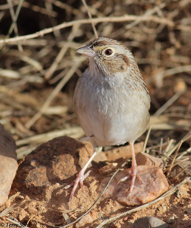 Cassin's Sparrow - Aimophila cassinii