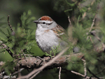 Chipping Sparrow 11 -  Spizella passerina