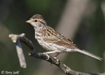 Chipping Sparrow 12 -  Spizella passerina