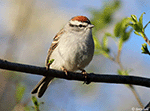 Chipping Sparrow 15 -  Spizella passerina