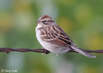 Chipping Sparrow 4 -  Spizella passerina