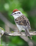 Chipping Sparrow 5 -  Spizella passerina
