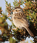 Clay-colored Sparrow 10 - Spizella pallida