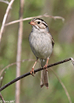 Clay-colored Sparrow 12 - Spizella pallida