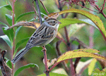 Clay-colored Sparrow 3 - Spizella pallida