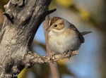 Clay-colored Sparrow 5 - Spizella pallida