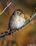 Clay-colored Sparrow 6 - Spizella pallida