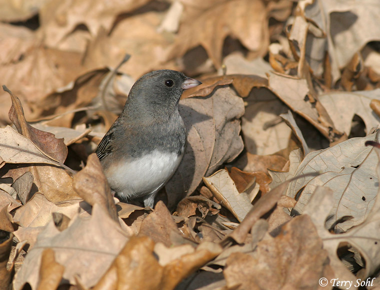 Dark-eyed Junco - Junco hyemalis