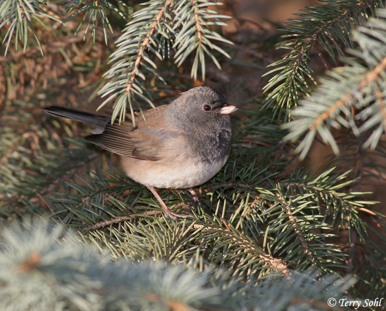 Dark-eyed Junco - Junco hyemalis