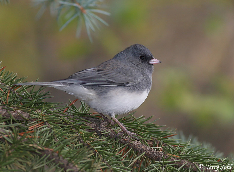 Dark-eyed Junco - Junco hyemalis