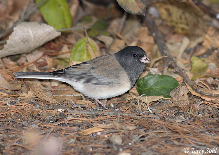 Dark-eyed Junco - Junco hyemalis