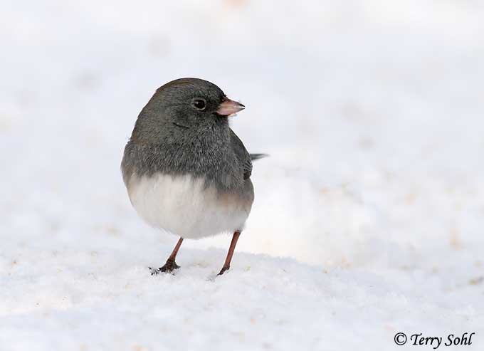 Dark-eyed Junco - Junco hyemalis
