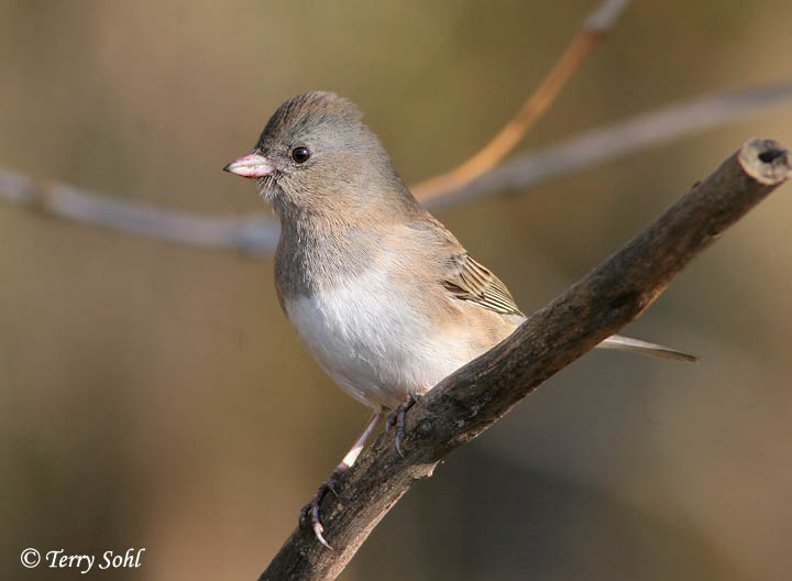Dark-eyed Junco - Junco hyemalis