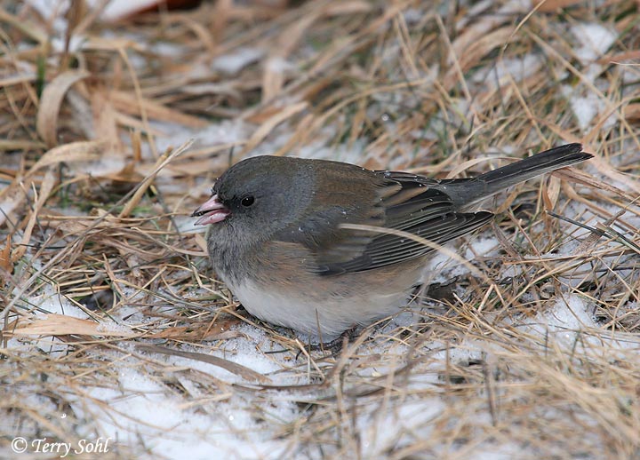 Dark-eyed Junco - Junco hyemalis