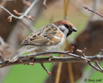 Eurasian Tree Sparrow - Passer montanus