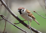 Eurasian Tree Sparrow - Passer montanus