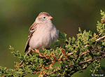 Field Sparrow 18 - Spizella pusilla
