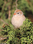 Field Sparrow 19 - Spizella pusilla