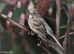 Field Sparrow 1 - Spizella pusilla