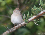 Field Sparrow 5 - Spizella pusilla