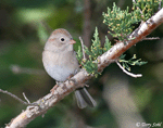 Field Sparrow 7 - Spizella pusilla