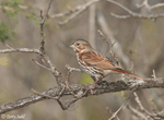 Fox Sparrow 13 -  Passerella iliaca
