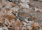 Fox Sparrow 1 - Passerella iliaca