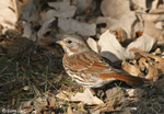 Fox Sparrow 6 - Passerella iliaca