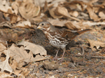 Fox Sparrow 8 - Passerella iliaca