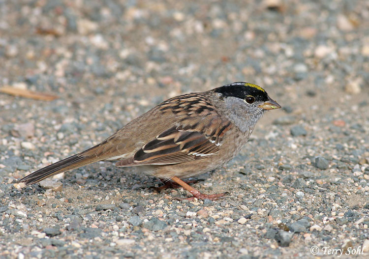 Golden-crowned Sparrow - Zonotrichia atricapilla
