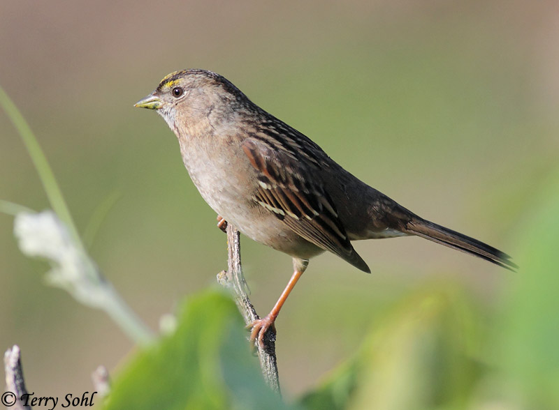 Golden-crowned Sparrow - Zonotrichia atricapilla
