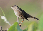 Golden-crowned Sparrow - Zonotrichia atricapilla