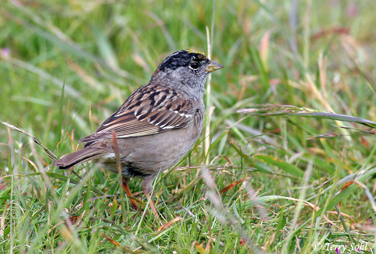 Golden-crowned Sparrow - Zonotrichia atricapiilla