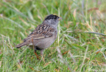Golden-crowned Sparrow - Zonotrichia atricapilla