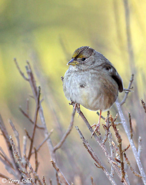 Golden-crowned Sparrow - Zonotrichia atricapilla