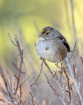 Golden-crowned Sparrow - Zonotrichia atricapilla