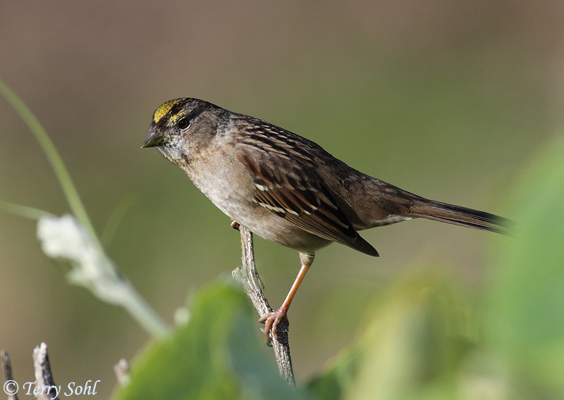 Golden-crowned Sparrow - Zonotrichia atricapilla