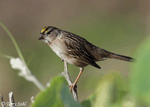 Golden-crowned Sparrow - Zonotrichia atricapilla